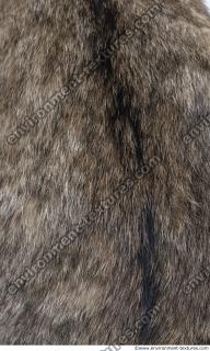 animal skin fur cat 0004